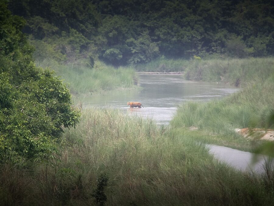Bengal tiger photographed inside Bardia National Park