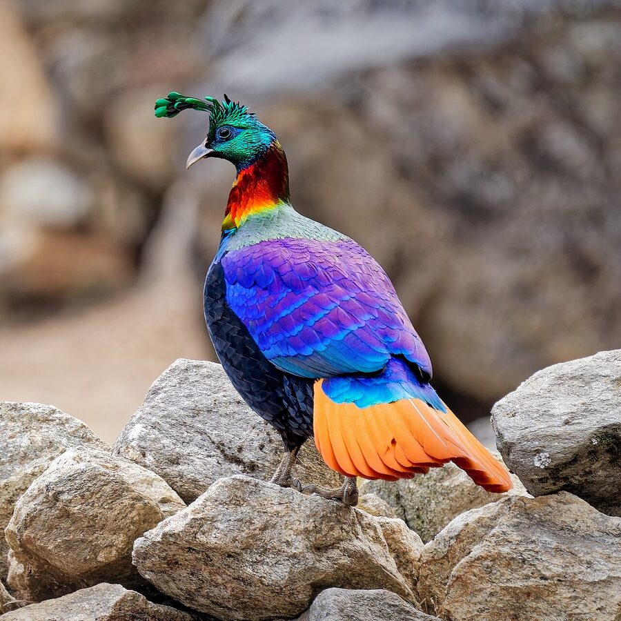 Male Himalayan Monal bird showing iridescent plumage