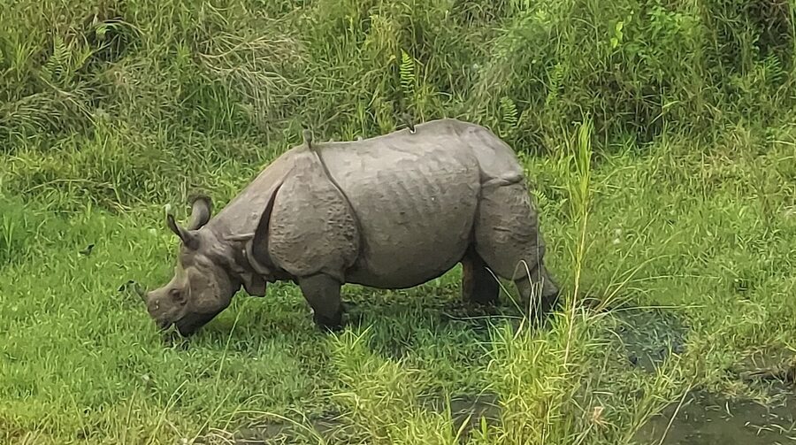 One-horned rhinoceros grazing in Chitwan National Park
