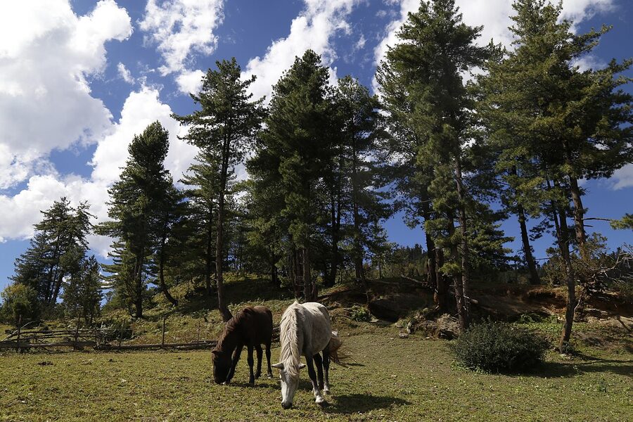 Horses grazing in meadow at Rara National Park
