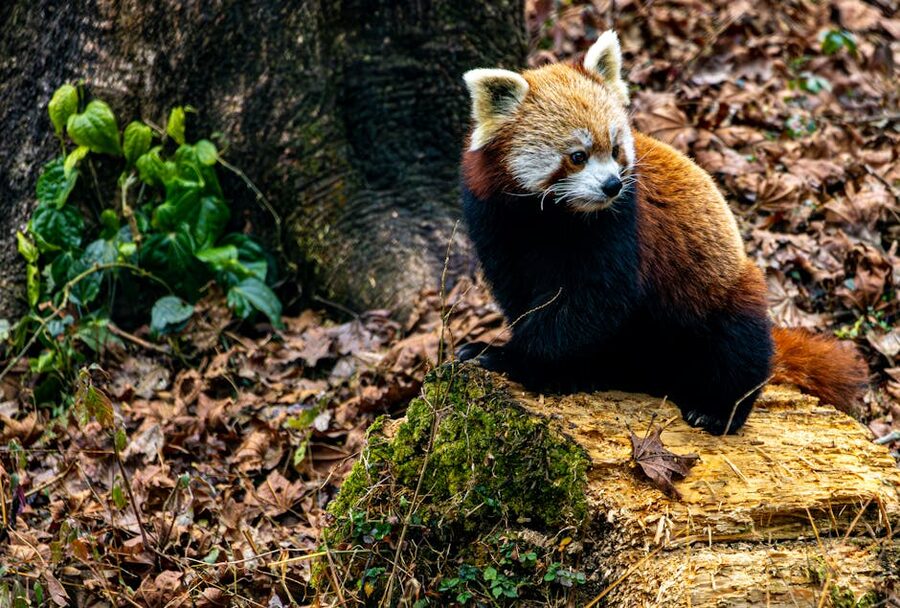 Red panda perched on a log in forest