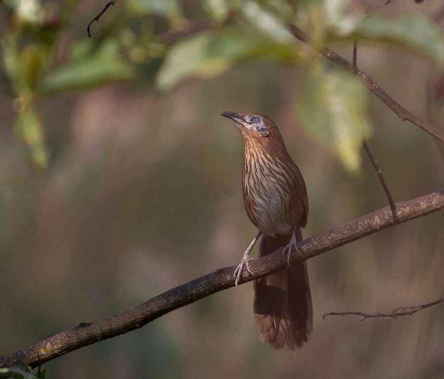 Shivapuri-Nagarjun National Park on the rim of the Kathmandu Valley